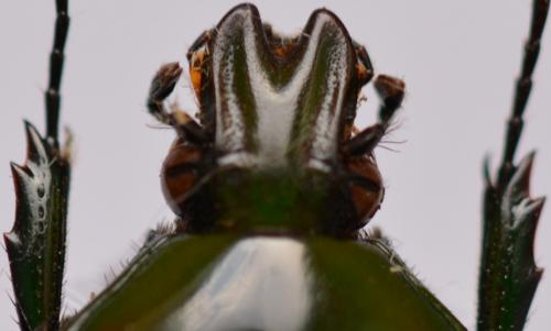 Coptomia mauritiana